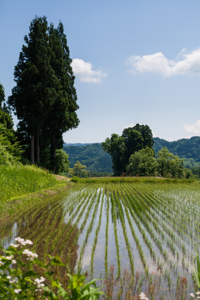 棚田