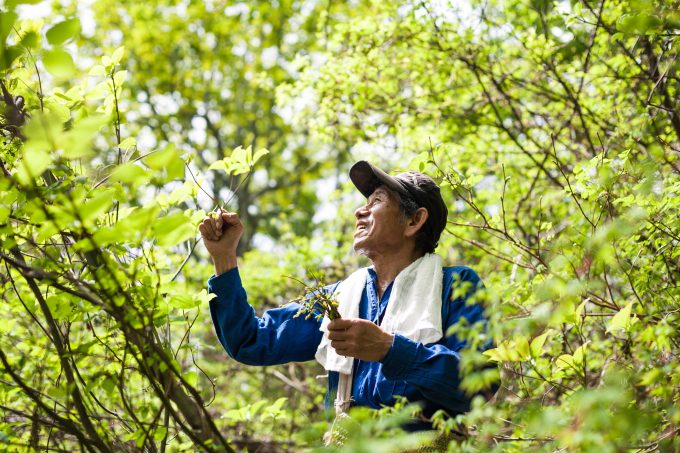 木の芽を採る滝沢博さん