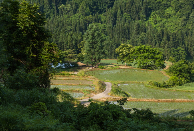 大荒戸の棚田