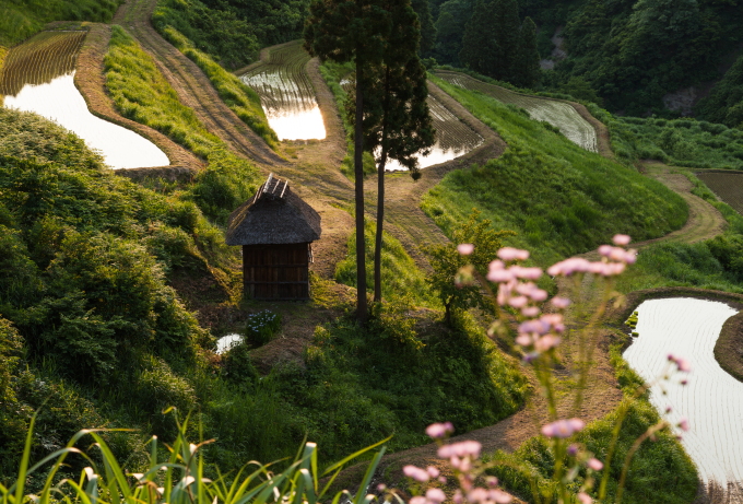 留守原の棚田