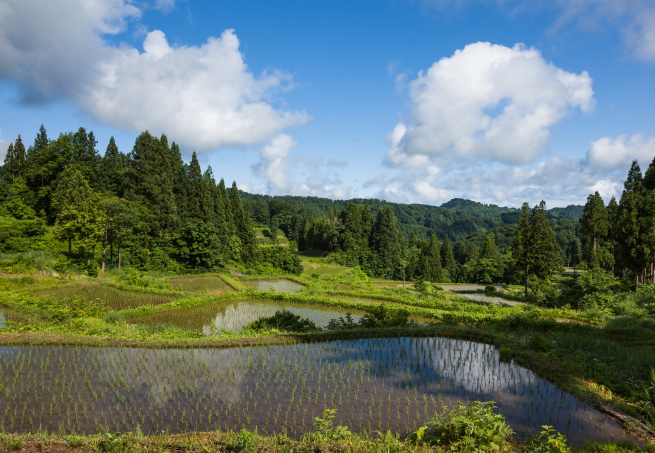 新田の棚田